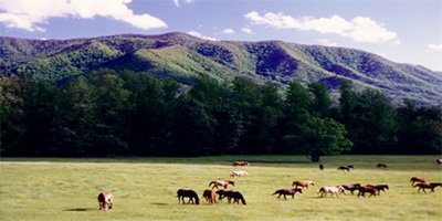 Townsend to Cades Cove